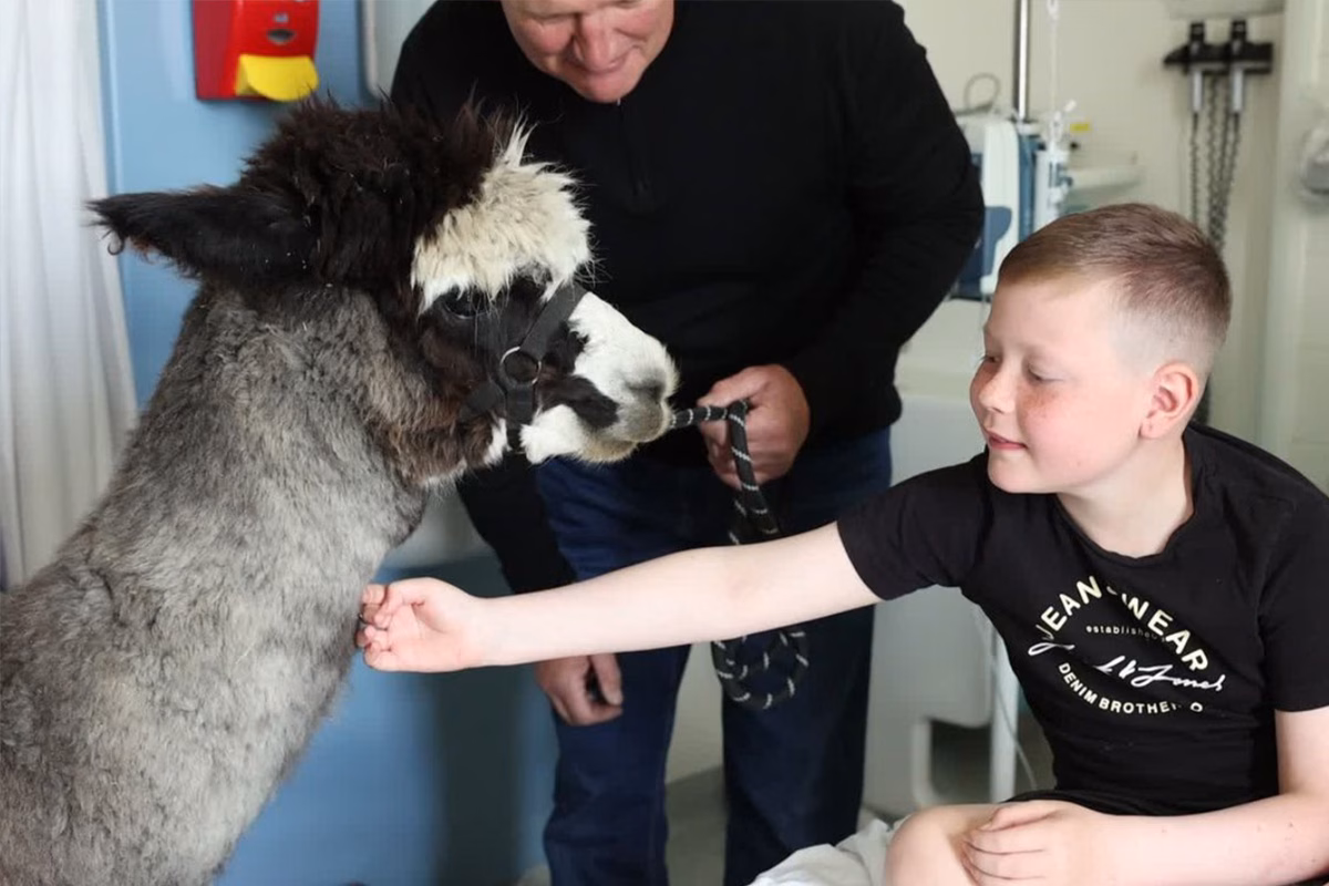 Boy in hospital bed stroking alpaca